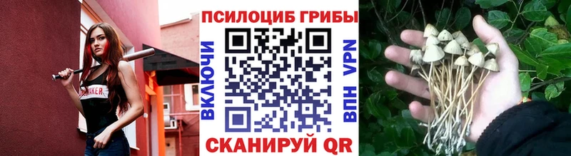 Купить закладки  Аша  Псилоцибиновые грибы Cubensis 